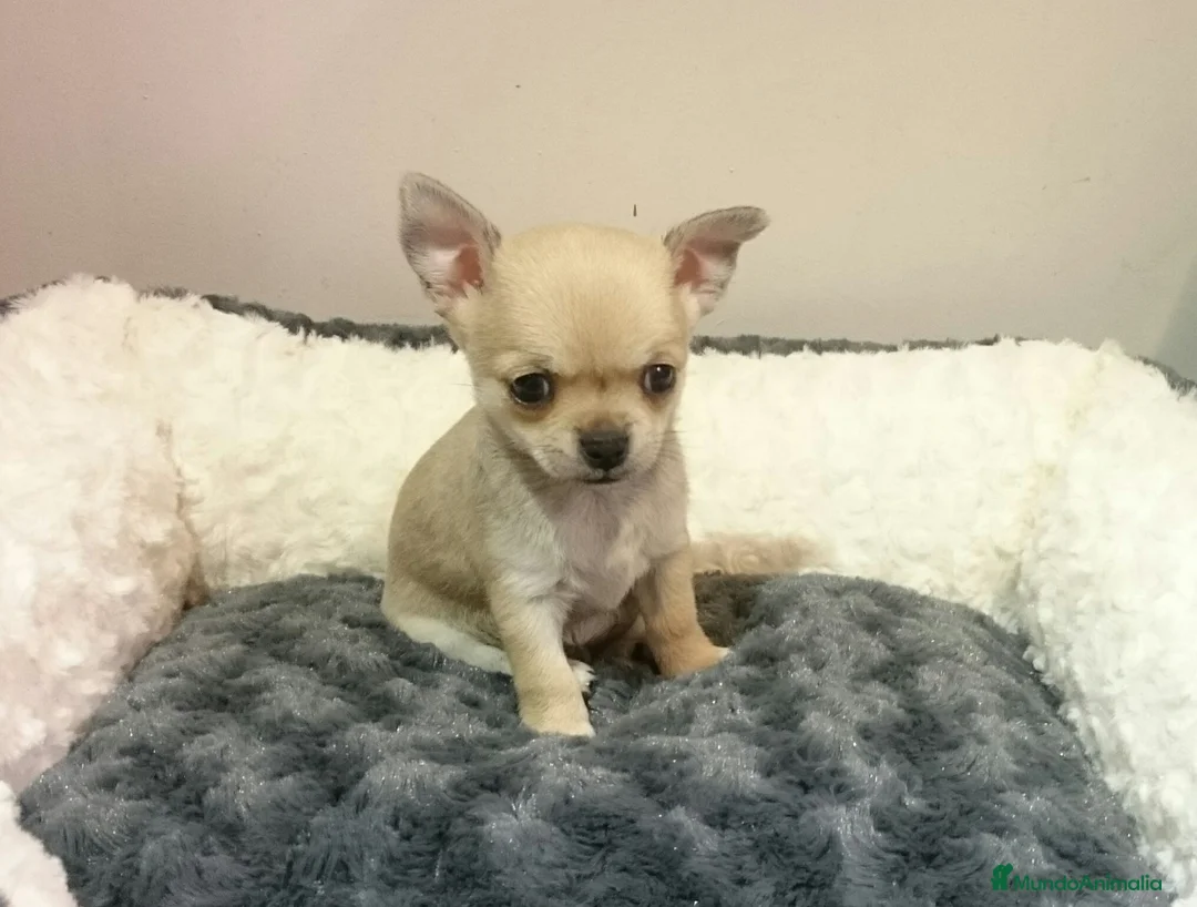 Chihuahua perros en venta: chihuahuas - Anuncio 1