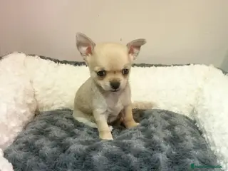 Chihuahua perros chihuahuas - Anuncio 22