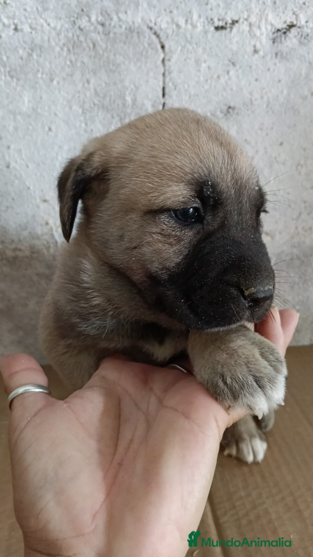 Mastín Español perros Hembra mastín español - Anuncio 2