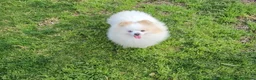 Pomerania perros en venta: POMERANIA JOVEN OJO AZUL - Anuncio 3