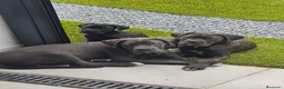 Cane Corso perros en venta: Cane corso blue  - Anuncio 3