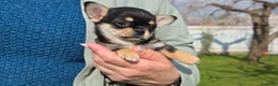 Chihuahua perros en venta: Precioso cachorrito de chihuahua black and tan  - Anuncio 2