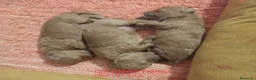 Caniche Toy perros en venta: Caniche Rojo. Poodle. - Anuncio 3