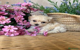 Maltipoo perros en venta: Maltipoo toy hembra (entrega en diciembre) - Imagen 8