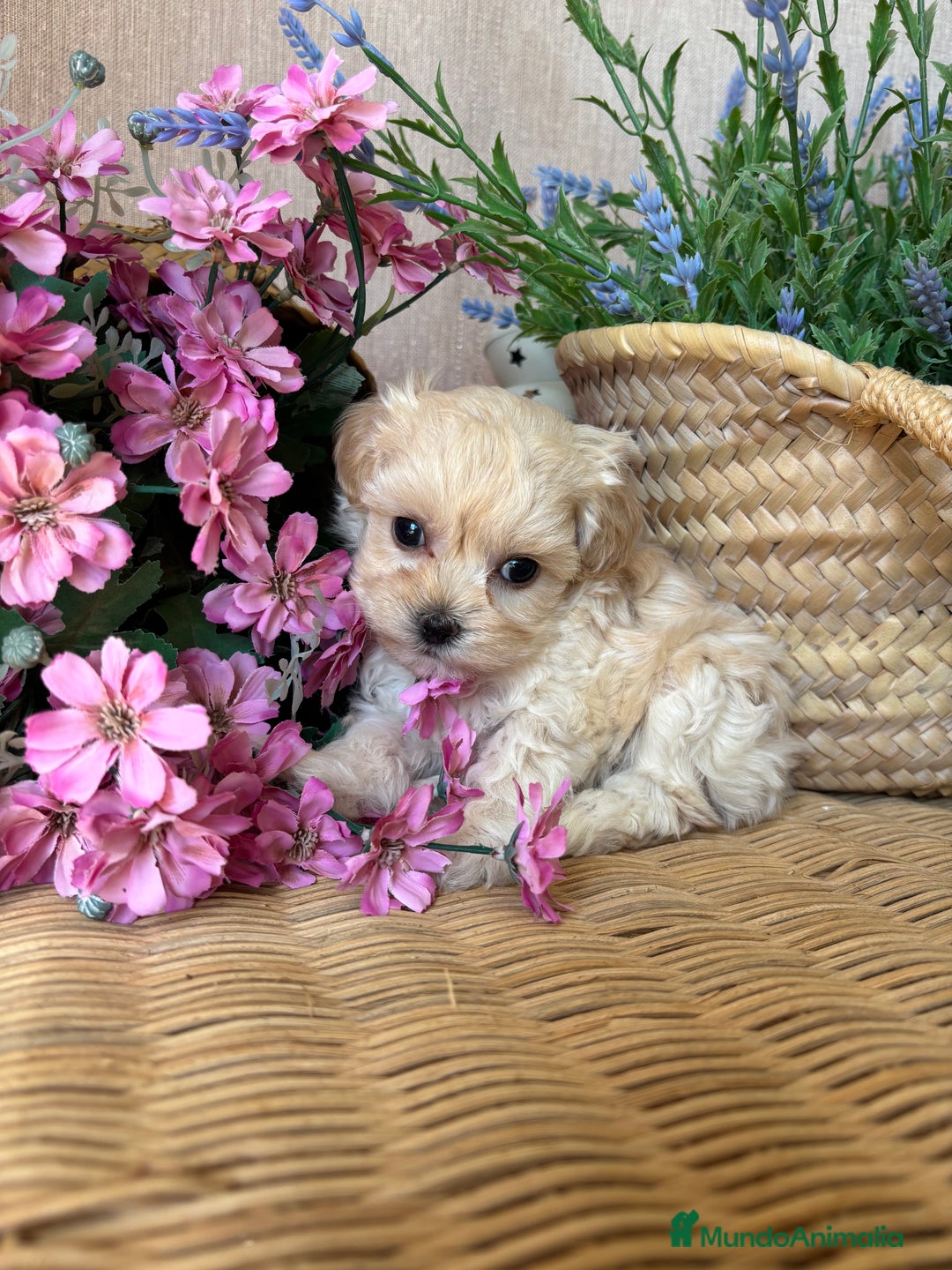Maltipoo perros en venta: Maltipoo toy hembra (entrega en diciembre) - Imagen 8