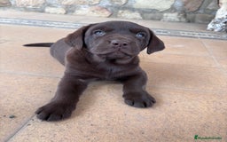 Labrador Retriever perros en venta: Labrador RETRIEVER chocolate - Anuncio 3