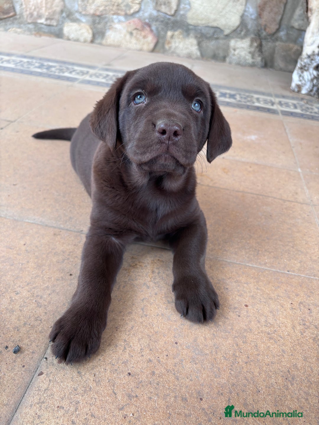 Labrador Retriever perros en venta: Labrador RETRIEVER chocolate - Anuncio 3