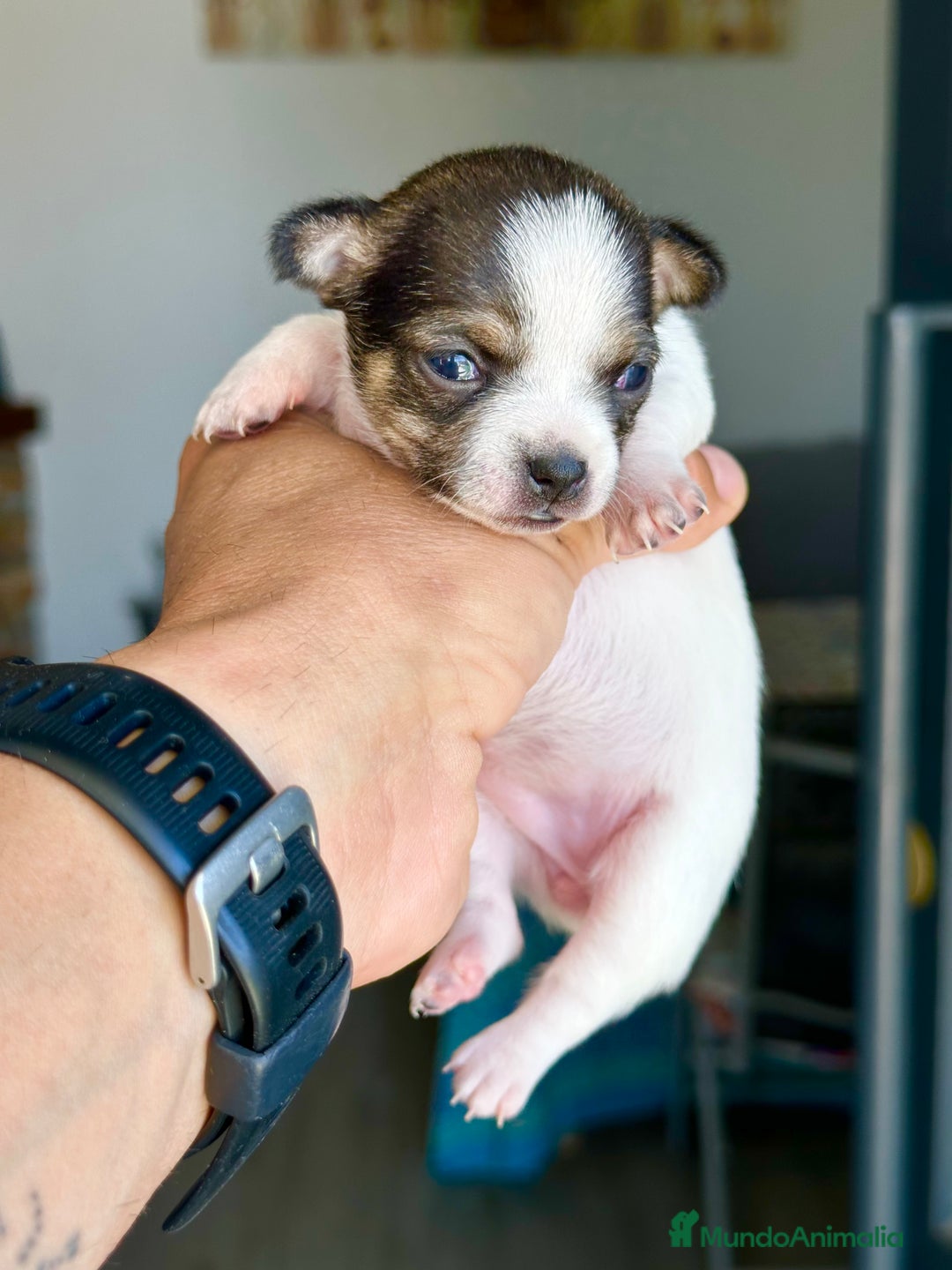 Chihuahua perros en venta: Chihuahuas mis nuevos pequeños - Imagen 14