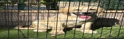 Pastor de Asia Central perros en venta: Cachorro macho Alabai 3 meses  - Anuncio 6