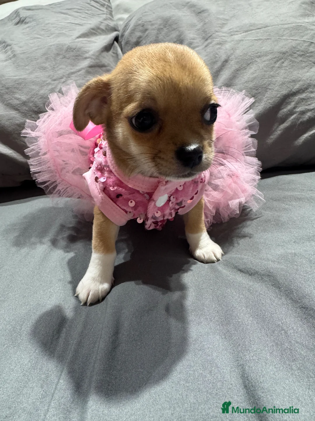 Chihuahua perros en venta: Chihuahuas cabeza manzana - Anuncio 2