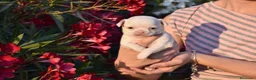 Chihuahua perros en venta: CHIHUAHUA MINI HEMBRITA  en Madrid - Anuncio 4
