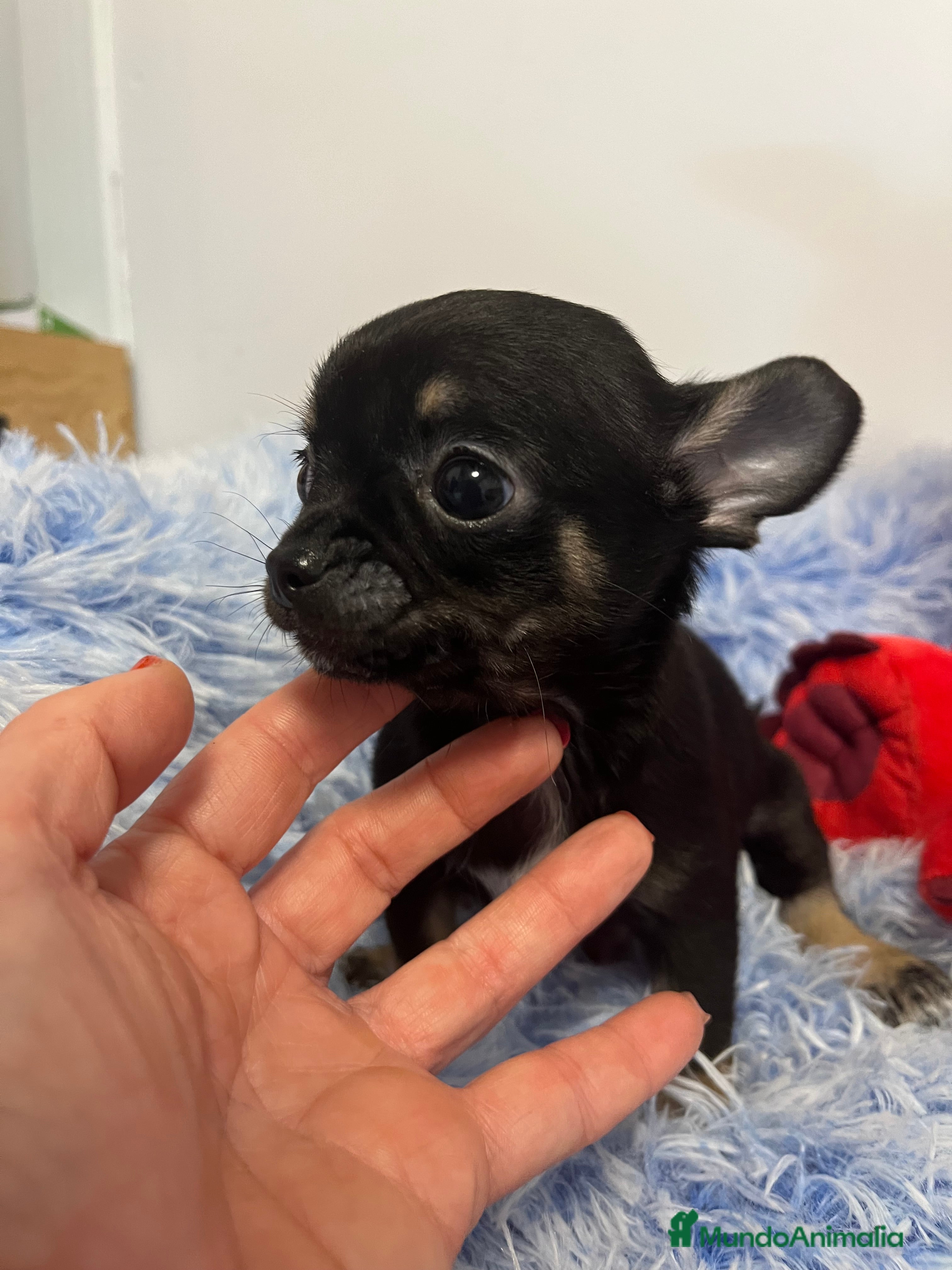Chihuahua perros Último cachorrito mini toy en Barcelona - Anuncio 2