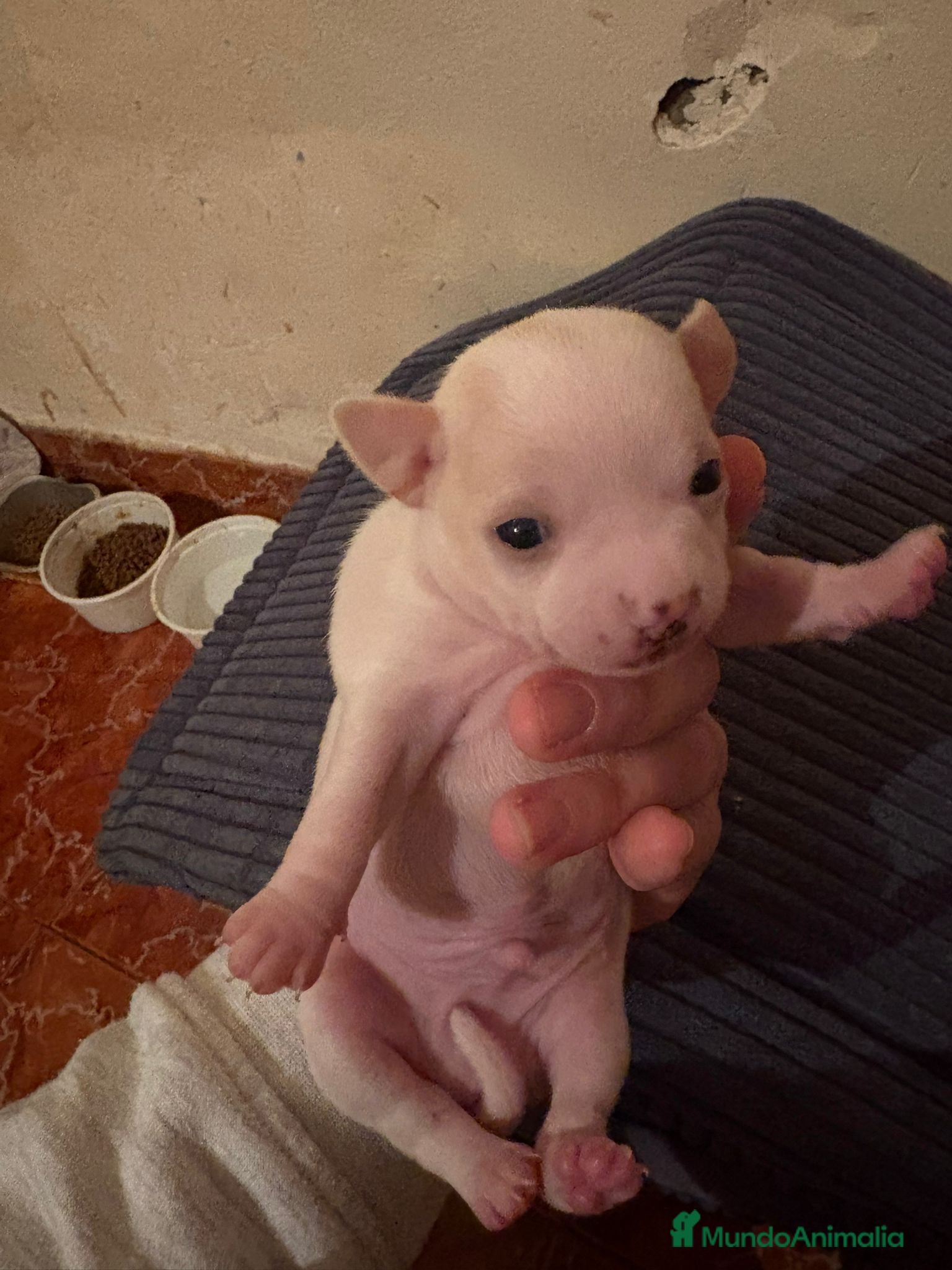 Chihuahua perros Cachorros de Chihuahua  - Anuncio 3