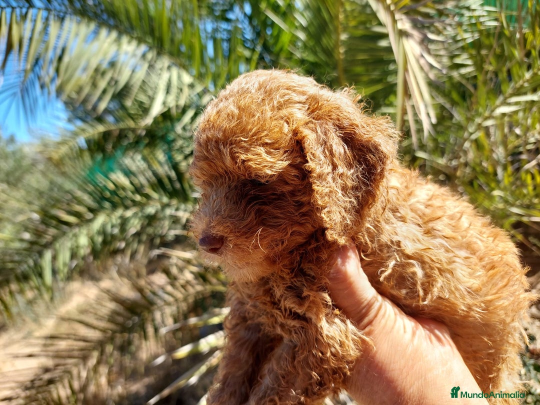 Caniche Toy perros en venta: CANICHE MACHO ROJO CALIDAD - Imagen 4