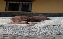 Chihuahua perros en venta: CHIHUAHUA PELO LARGO DISPONIBLE - Imagen 3