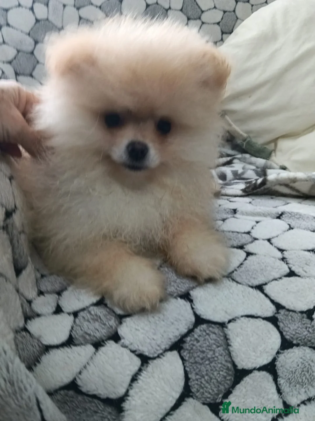 Pomerania perros en venta: Lulu Pomerania cara de oso  - Anuncio 1