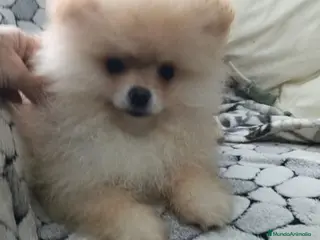 Pomerania perros Lulu Pomerania cara de oso - Anuncio 1