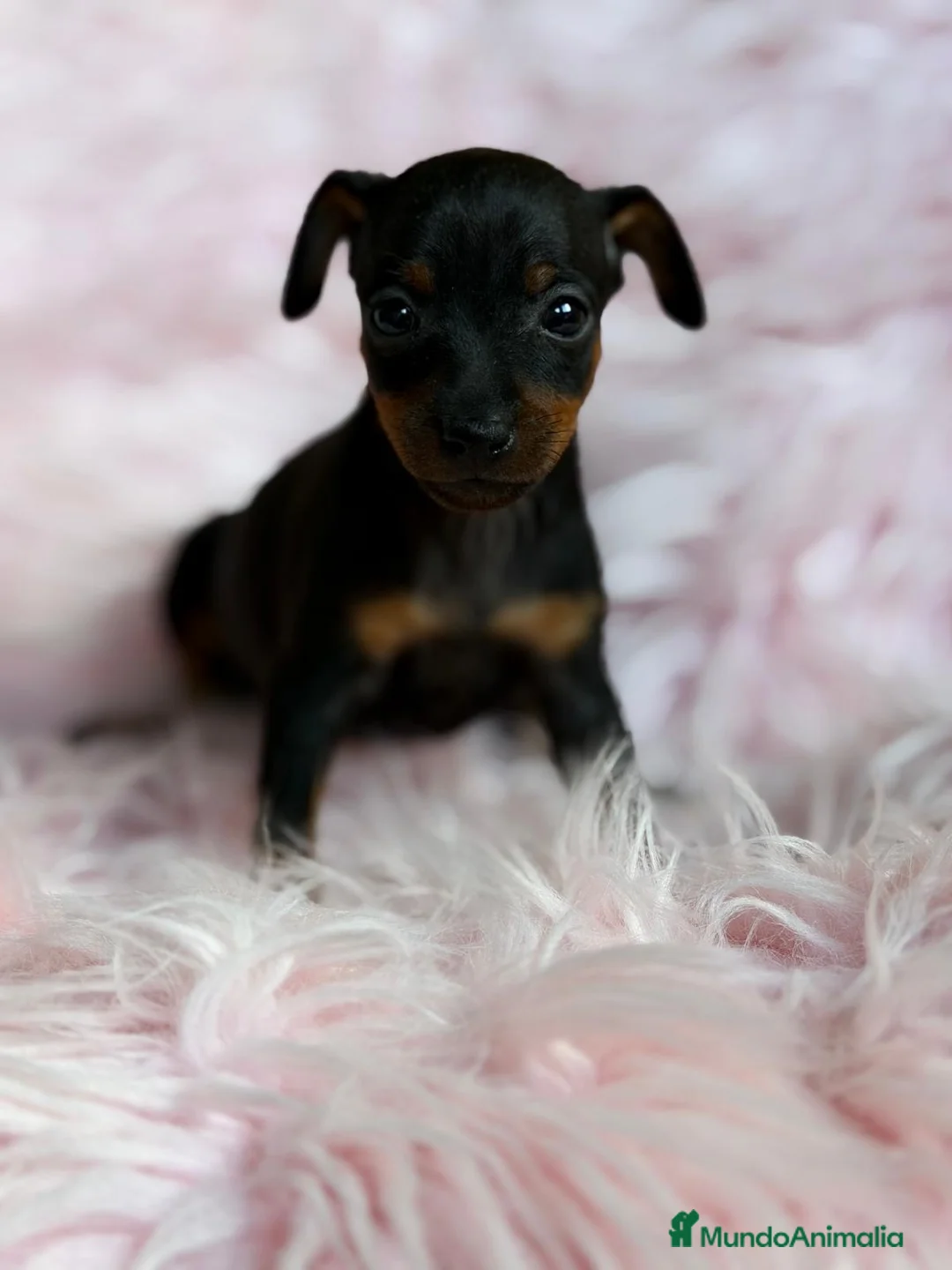 Pinscher Miniatura perros en venta: MINIPINSCHER DISPONIBLES - Anuncio 2
