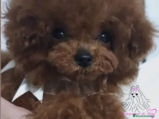 Caniche Toy perros CANICHE ROJA ASIÁTICA MINIATURA - Anuncio 12