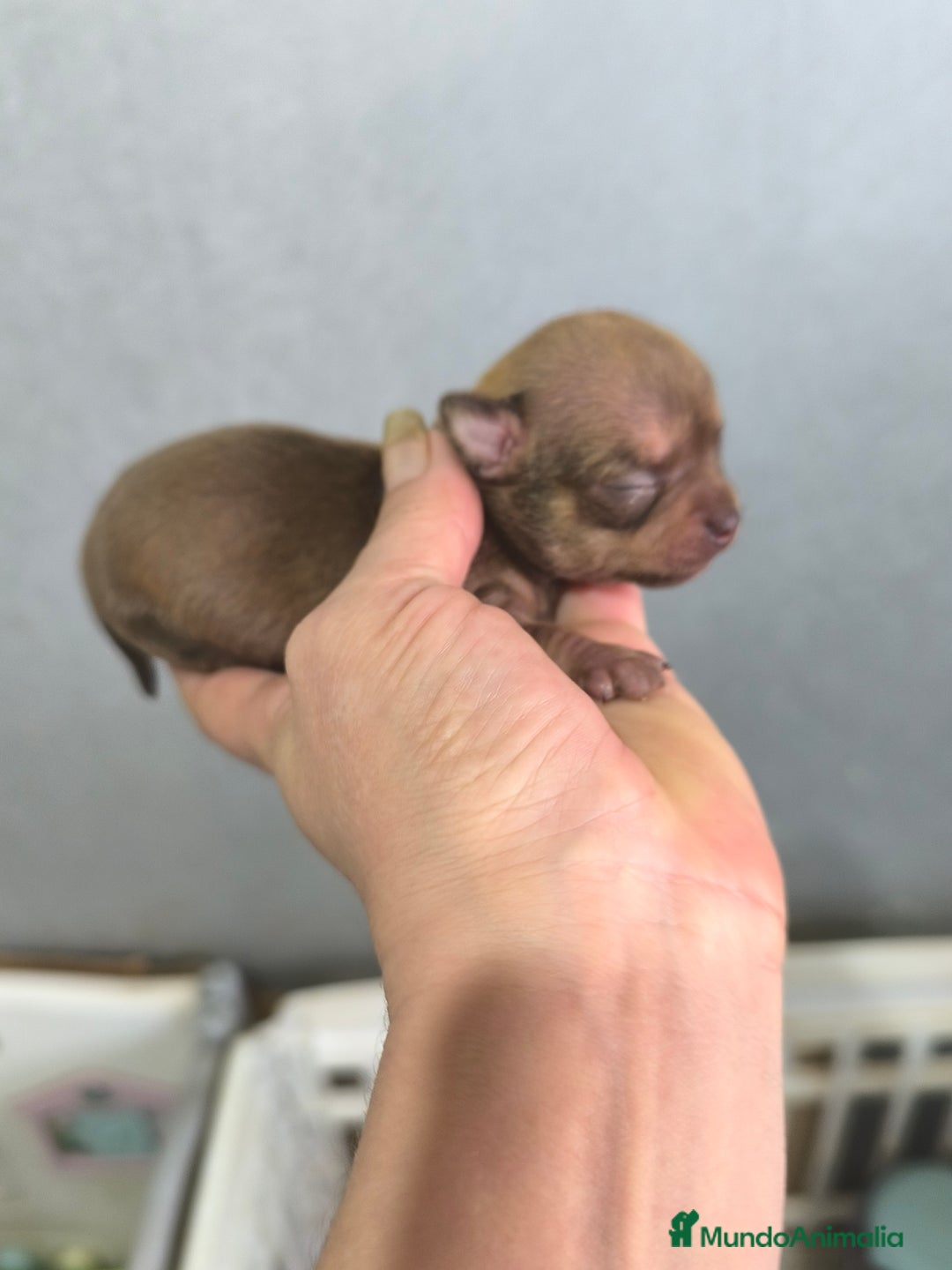 Chihuahua perros en venta: Chihuahua toy - Anuncio 4