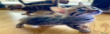 Bengalí Gatito 1