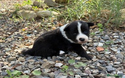 Border Collie perros en venta: 🐾 CACHORROS BORDER COLLIE DE ALTA CALIDAD 🐾 - Anuncio 1