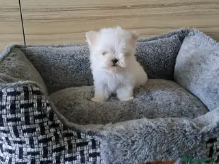 Bichón Maltés perros Bichon Maltes Micro Toy - Anuncio 2