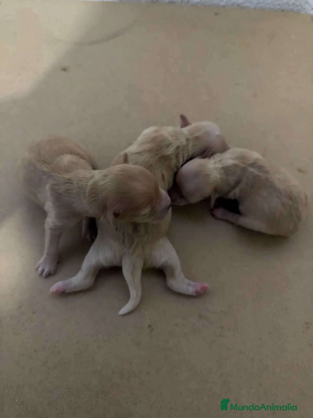 Maltipoo perros en venta: Maltipoo toys  - Anuncio 2