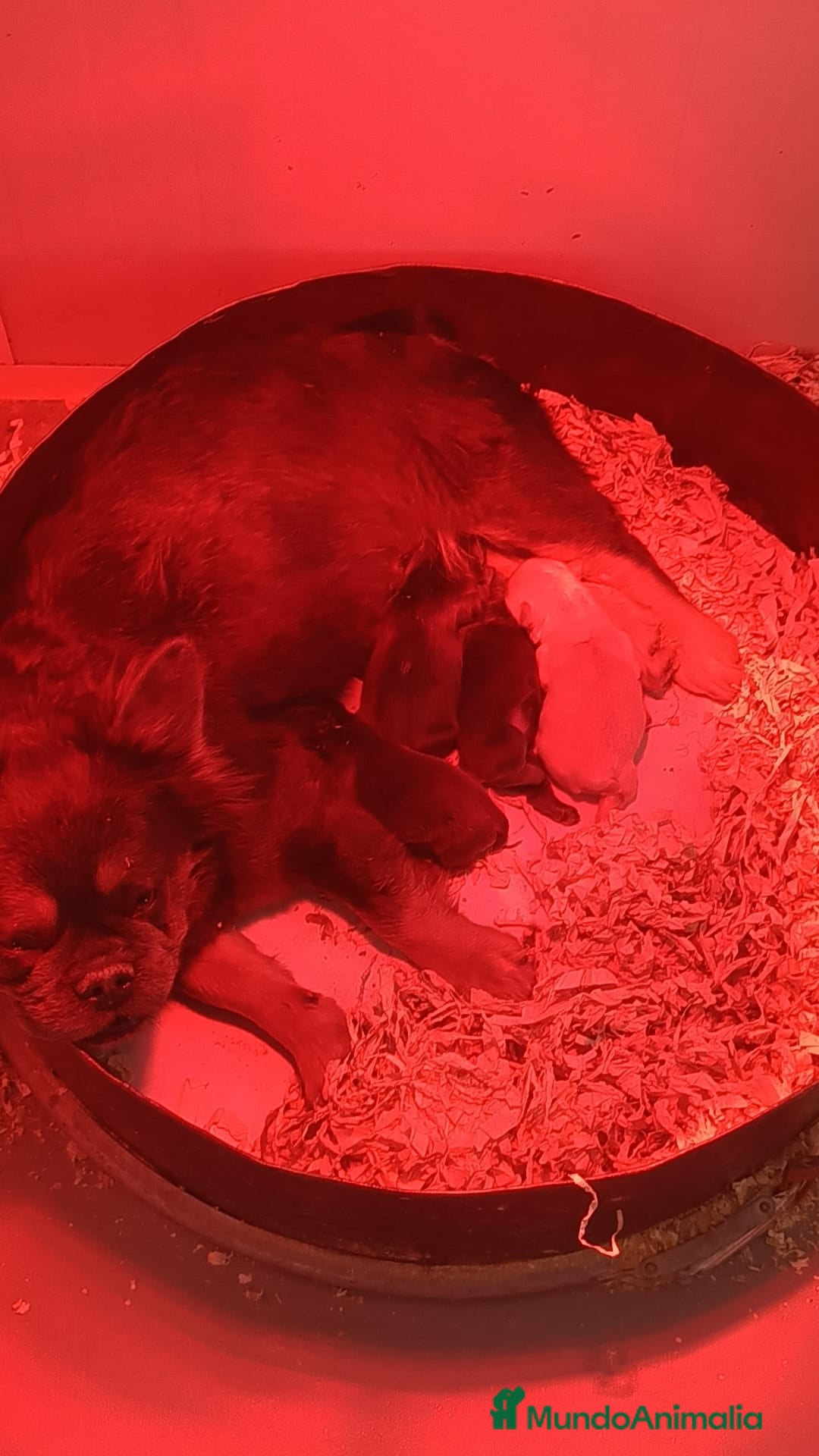 Bulldog Francés perros CAMADA DE PRECIOSOS BULLDOG FRANCÉS FLUFFY  - Anuncio 1