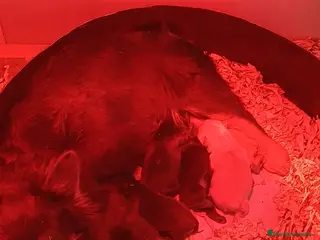 Bulldog Francés perros CAMADA DE PRECIOSOS BULLDOG FRANCÉS FLUFFY - Anuncio 1