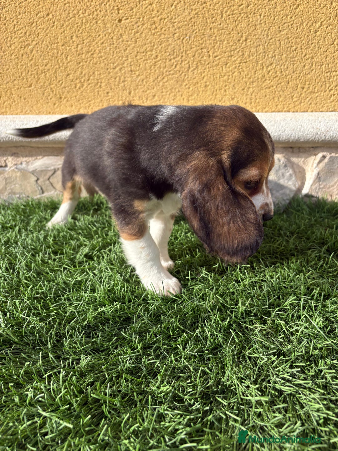 Beagle perros en venta: Cachorro macho de Beagle  - Anuncio 8