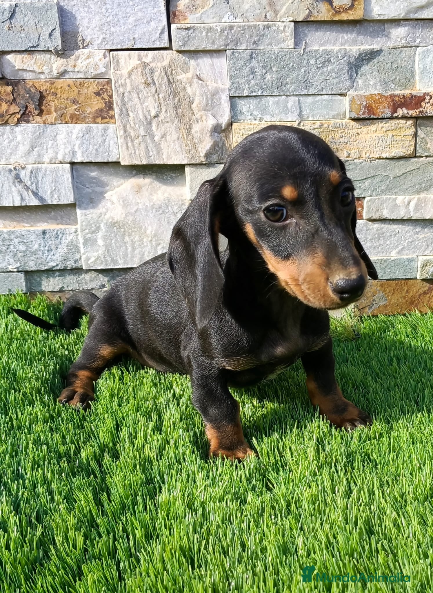 Teckel Miniatura perros Teckel Macho Negro y Fuego - Anuncio 4