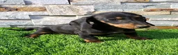 Teckel Miniatura perros en venta: Teckel Macho Negro y Fuego - Anuncio 1