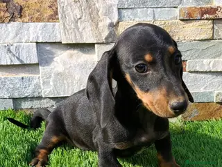 Teckel Miniatura perros Teckel Macho Negro y Fuego - Anuncio 4