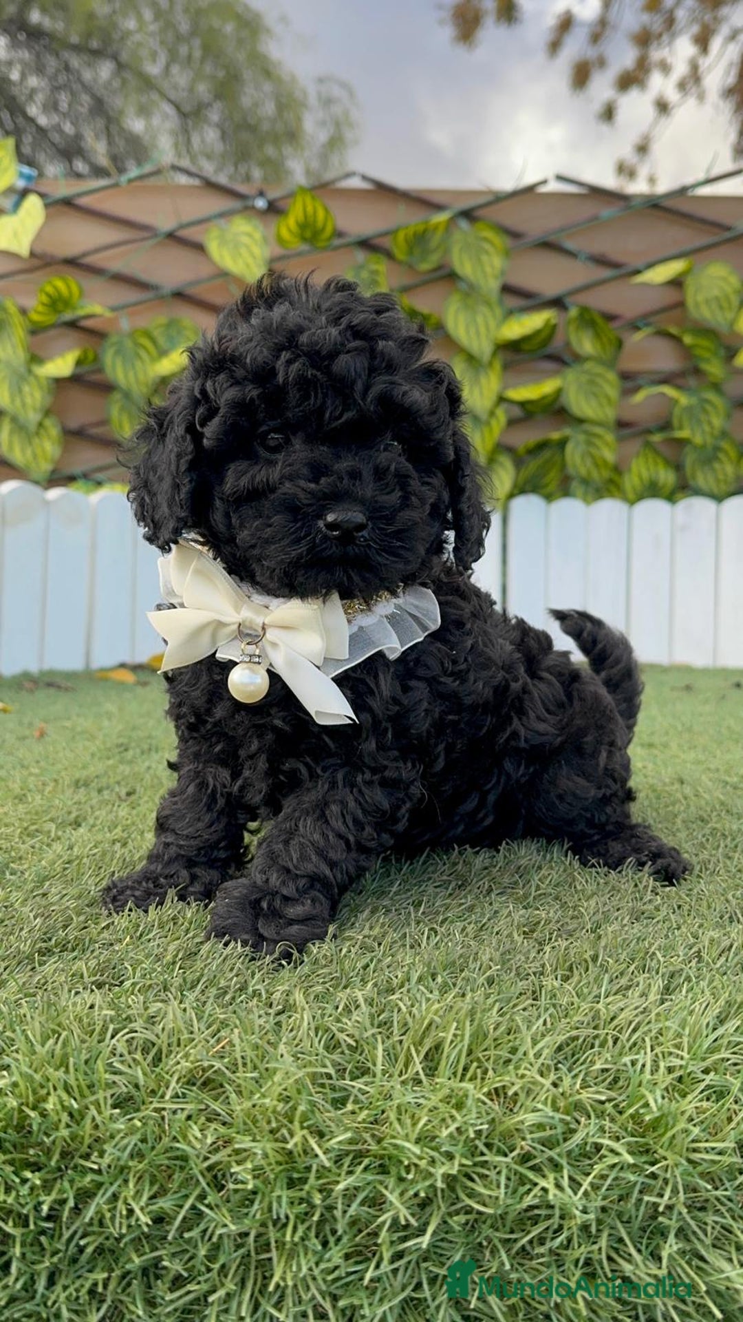 Caniche Toy perros en venta: CANICHE TOY MACHO - Anuncio 3