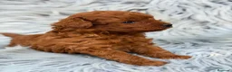 Caniche Toy perros en venta: Caniche toy rojo pimentón🐾 - Anuncio 4
