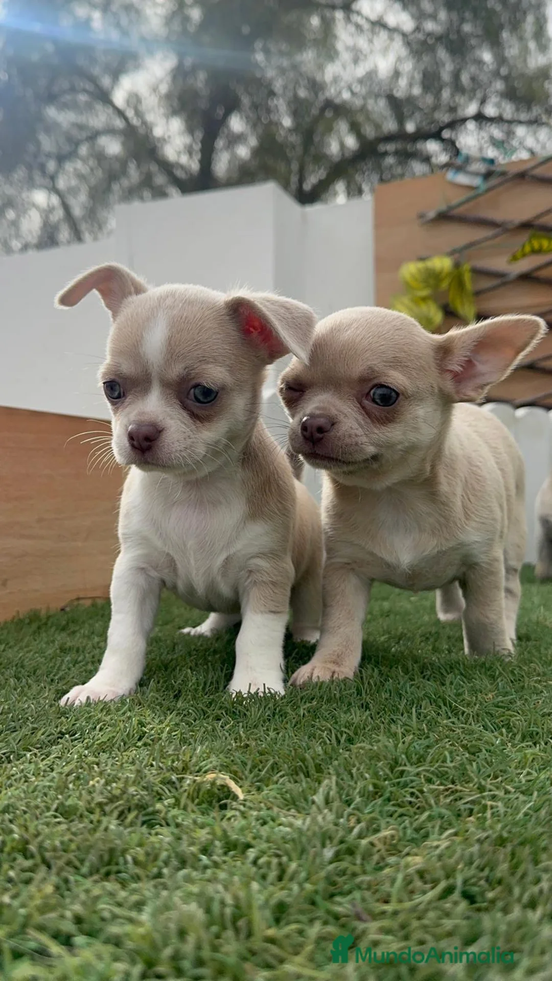 Chihuahua perros en venta: CHIHUAHUA HEMBRA - Anuncio 1
