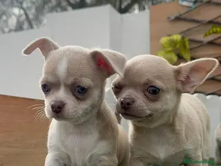 Chihuahua perros CHIHUAHUA HEMBRA - Anuncio 1