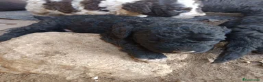 Perro de Agua Español 2