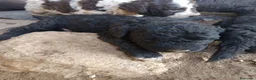 Perro de Agua Español perros en venta: Perro de agua  - Anuncio 2