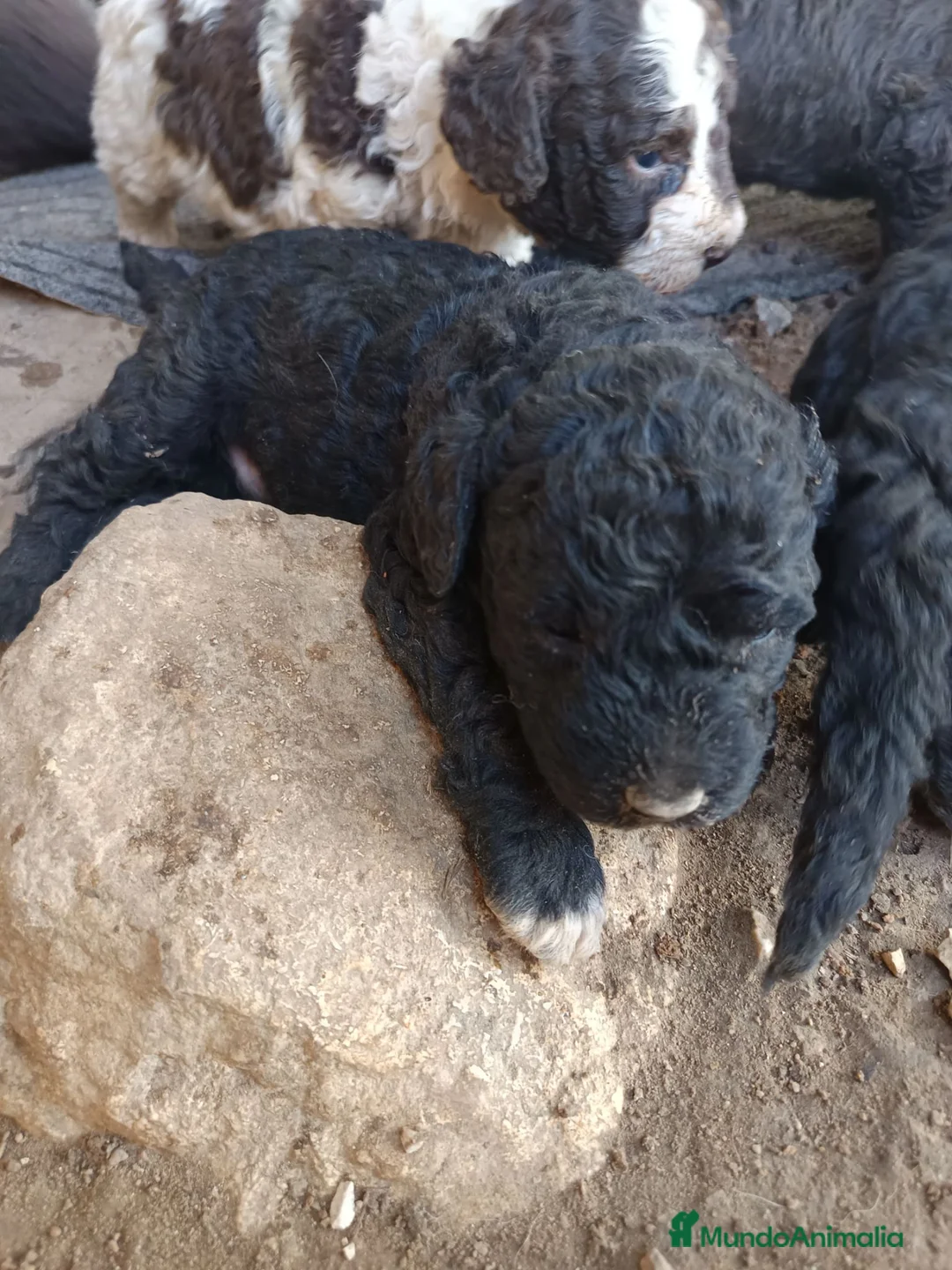 Perro de Agua Español perros en venta: Perro de agua  - Anuncio 2