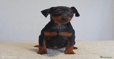 Pinscher Miniatura perros en Ciudad Real - Anuncio 11