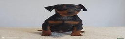 Pinscher Miniatura perros en venta: Pinscher miniatura (DISPONIBLES)  en Ciudad Real - Anuncio 3