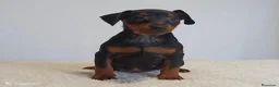 Pinscher Miniatura perros en venta: Pinscher miniatura (DISPONIBLES)  en Ciudad Real - Anuncio 3