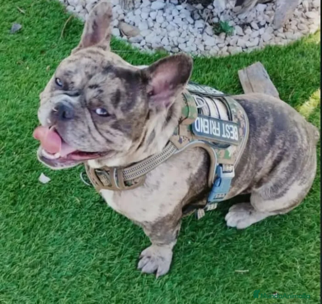 Bulldog Francés perros en venta: Bulldog francés merle - Anuncio 1