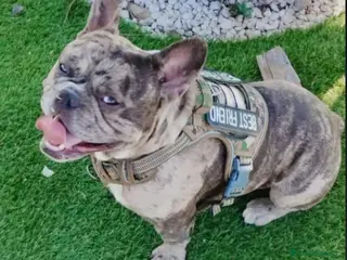 Bulldog Francés perros Bulldog francés merle - Anuncio 1