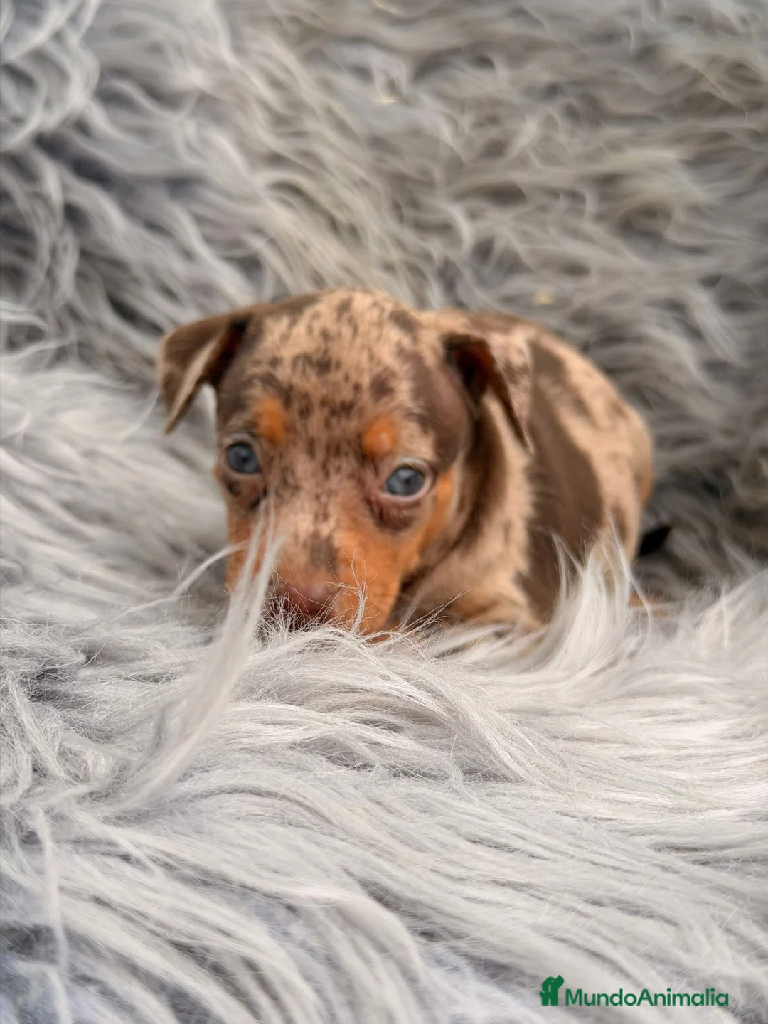 Pinscher Miniatura perros en venta: MINI PINCHER MERLÉ  - Anuncio 4