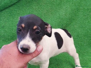 Jack Russell Terrier perros - Anuncio 1