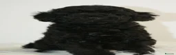 Caniche Toy perros en venta: CANICHE TOY NEGRO - Anuncio 3
