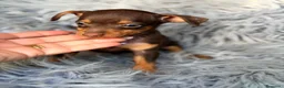 Pinscher Miniatura perros en venta: Mini pinscher macho chocolate 🐾💙 - Anuncio 4